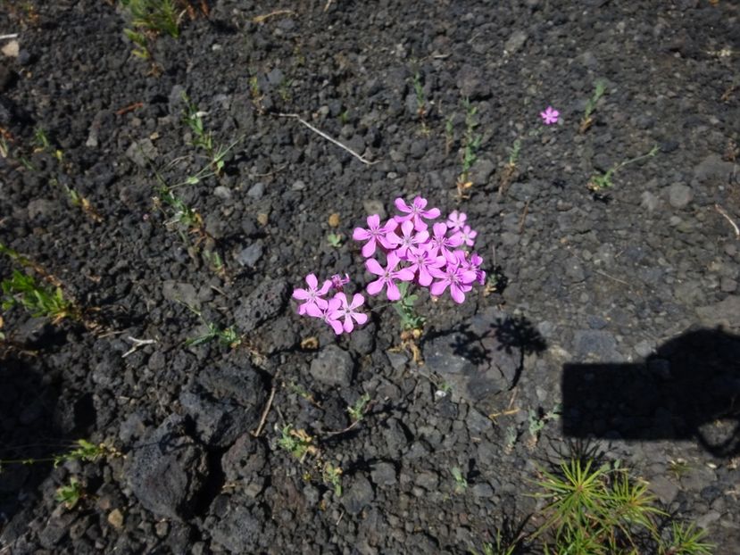  - Racos Vulcanul stins