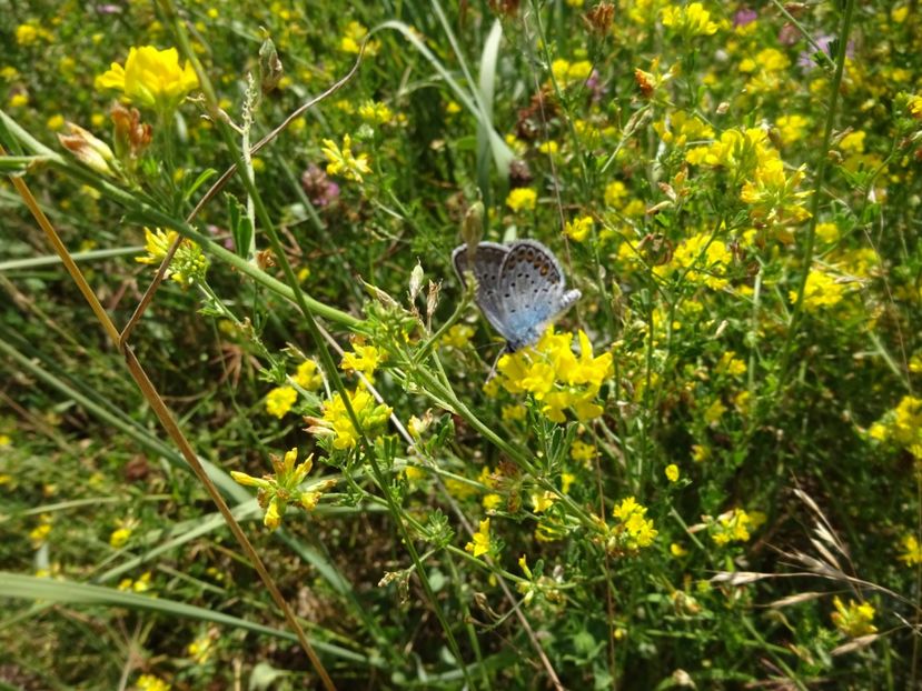  - Racos Vulcanul stins