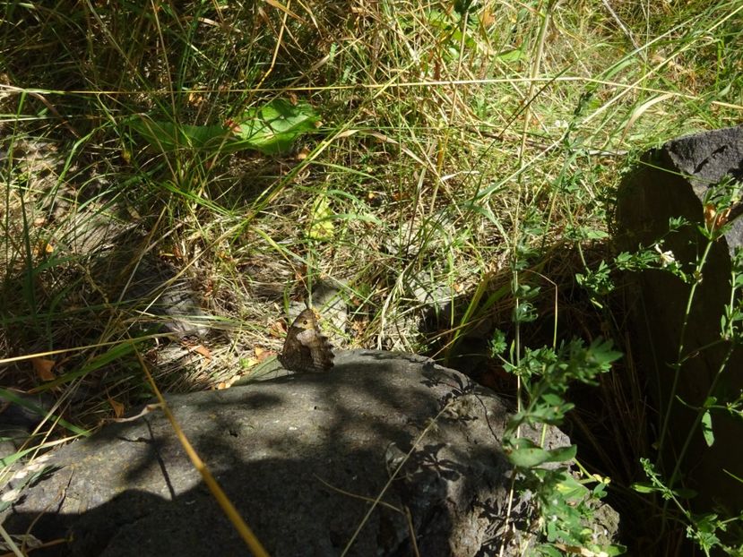  - Racos Coloanele de bazalt