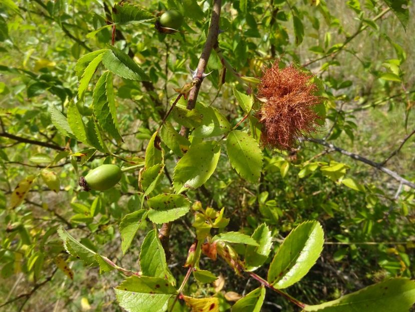  - Racos Coloanele de bazalt