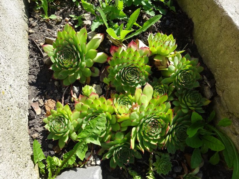  - Rupea Cetatea Rupea