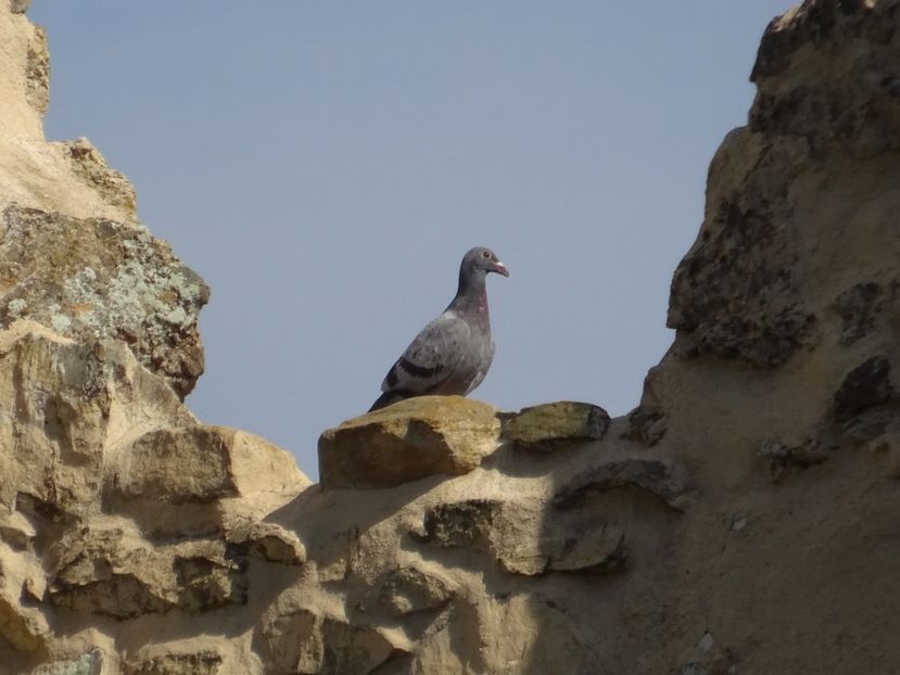  - Rupea Cetatea Rupea