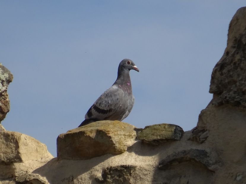  - Rupea Cetatea Rupea