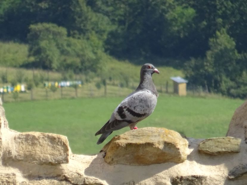  - Rupea Cetatea Rupea