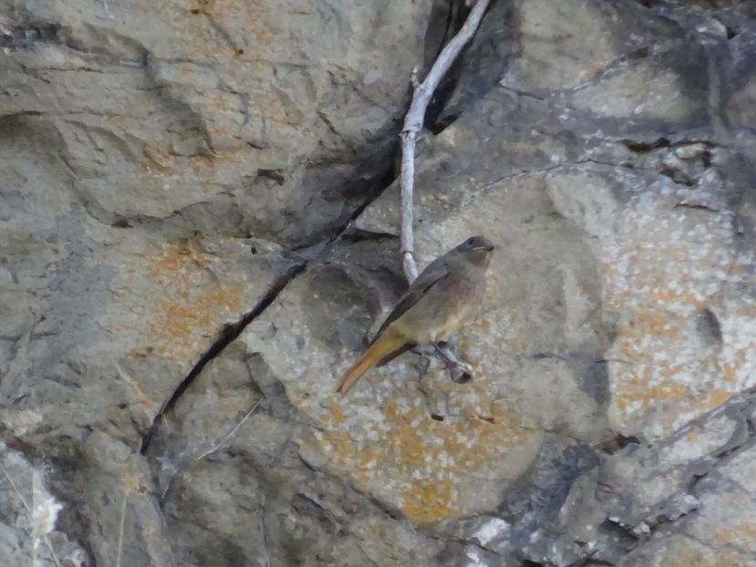  - Rupea Cetatea Rupea