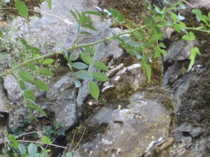  - Rupea Cetatea Rupea