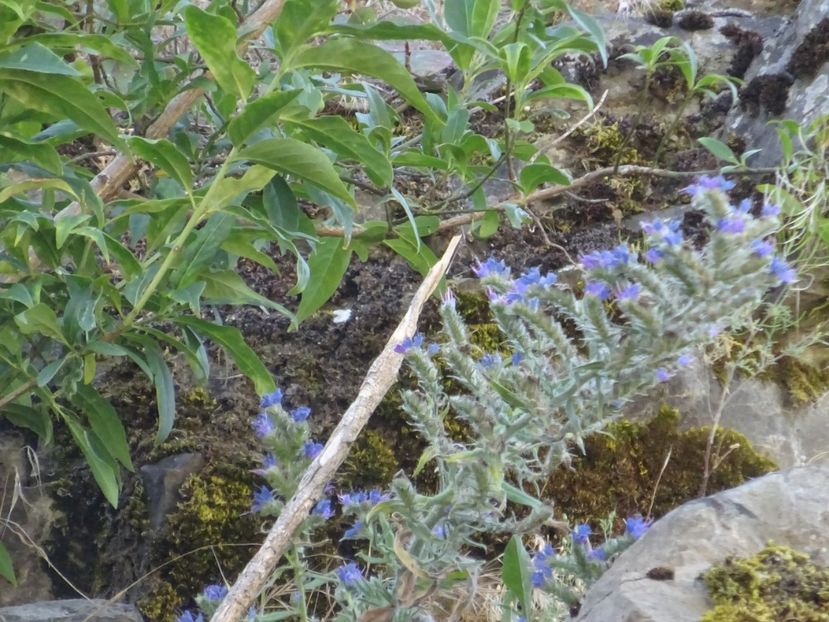  - Rupea Cetatea Rupea