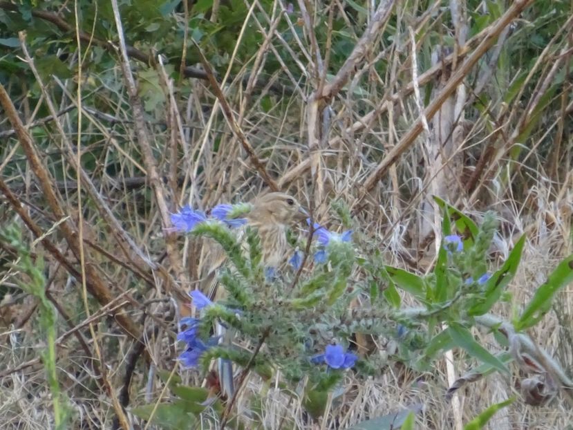  - Rupea Cetatea Rupea