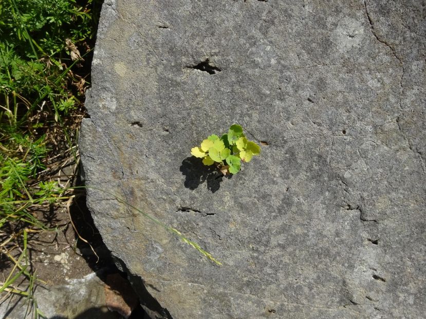  - Rupea Cetatea Rupea