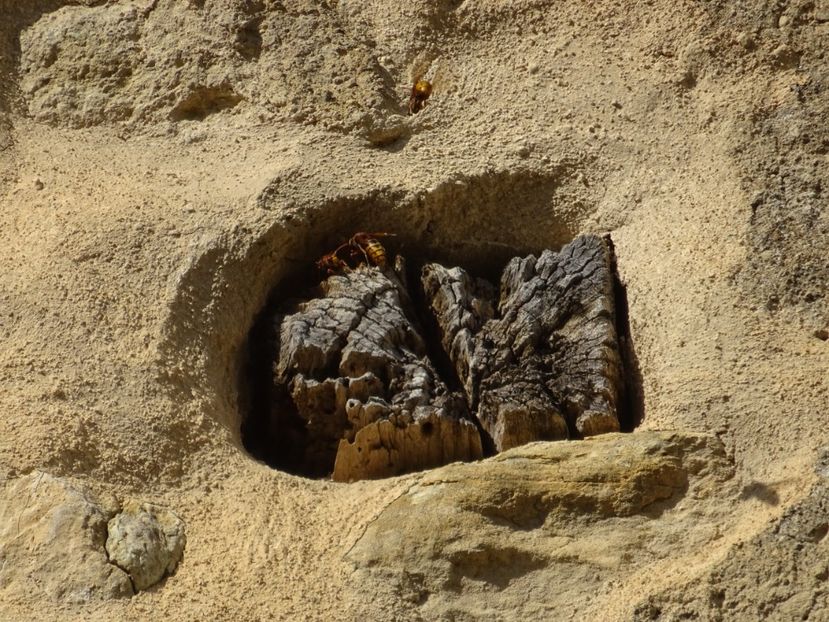  - Rupea Cetatea Rupea