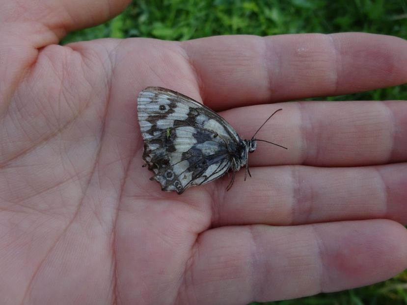  - Bogata Predeal Azuga