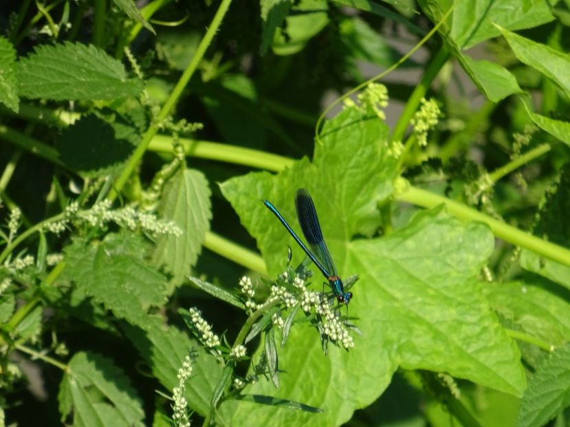  - Bogata Predeal Azuga