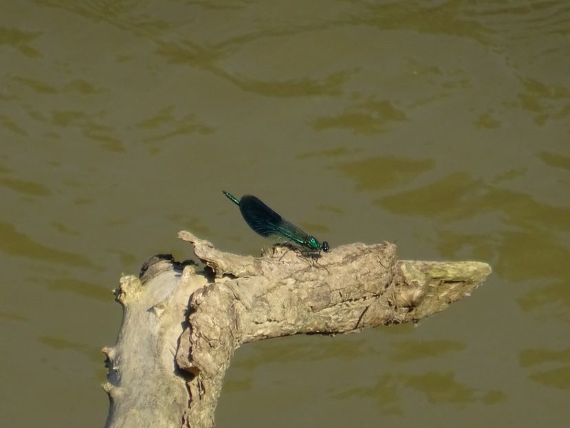  - Bogata Predeal Azuga