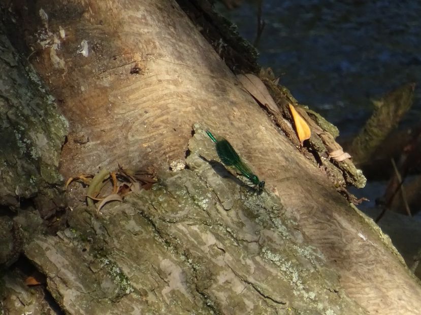  - Bogata Predeal Azuga