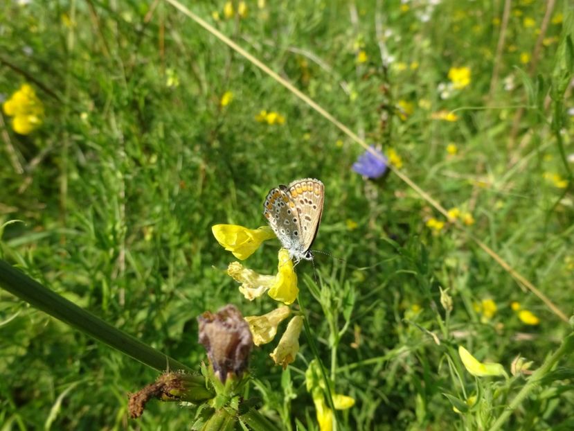  - Bogata Predeal Azuga