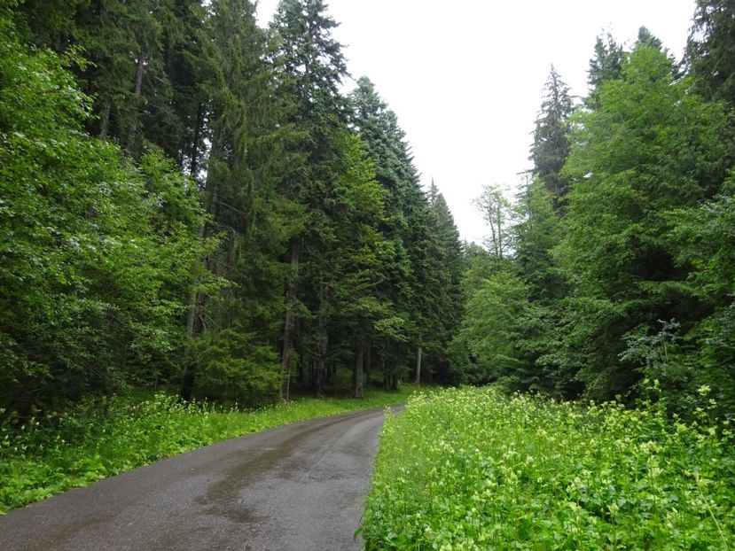  - Bogata Predeal Azuga