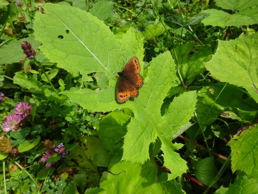  - Bogata Predeal Azuga