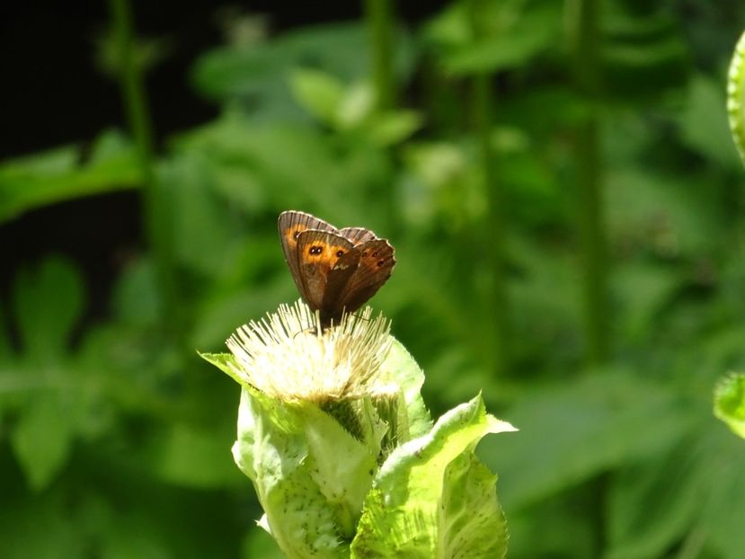  - Bogata Predeal Azuga