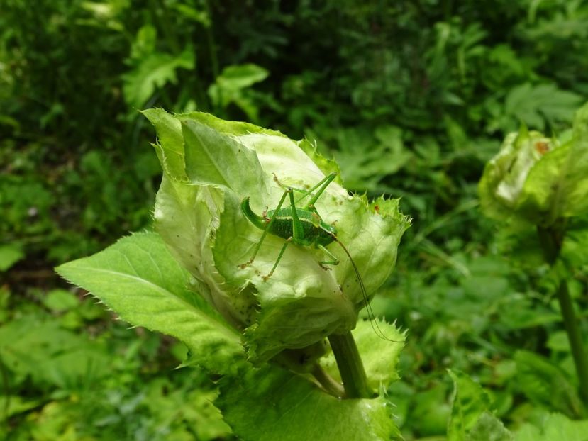  - Bogata Predeal Azuga
