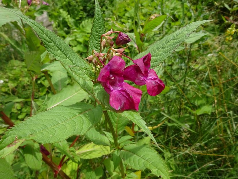  - Bogata Predeal Azuga