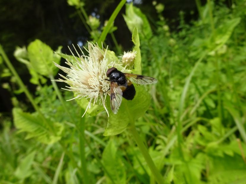  - Bogata Predeal Azuga