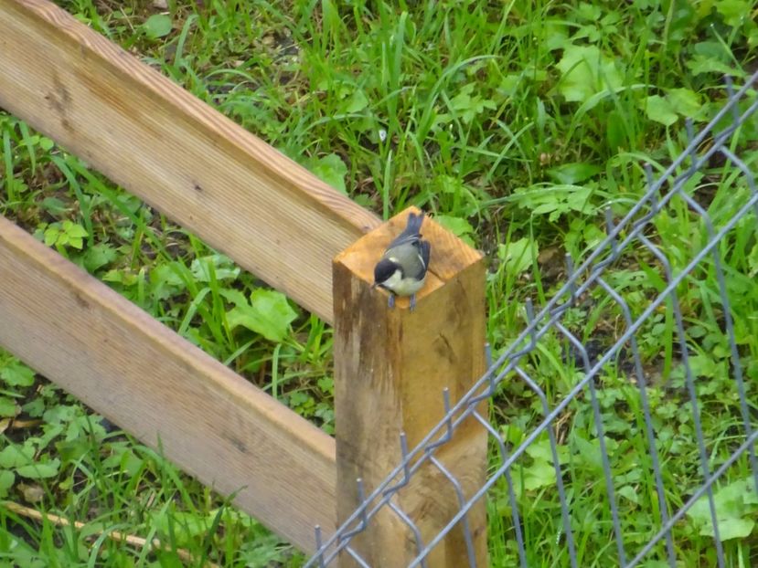  - Bogata Predeal Azuga