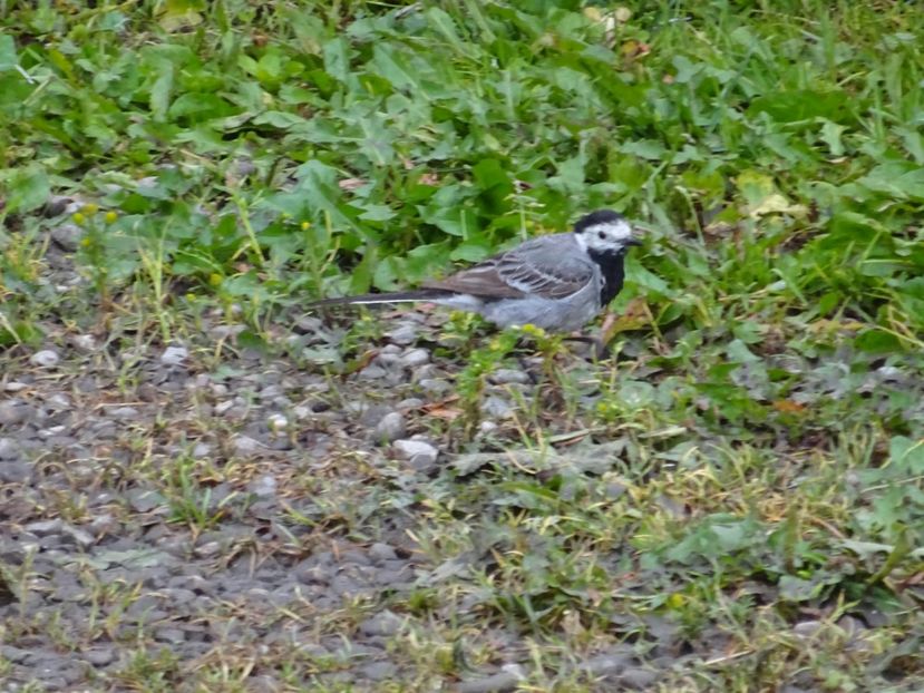  - Bogata Predeal Azuga