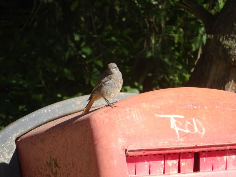  - Bogata Predeal Azuga