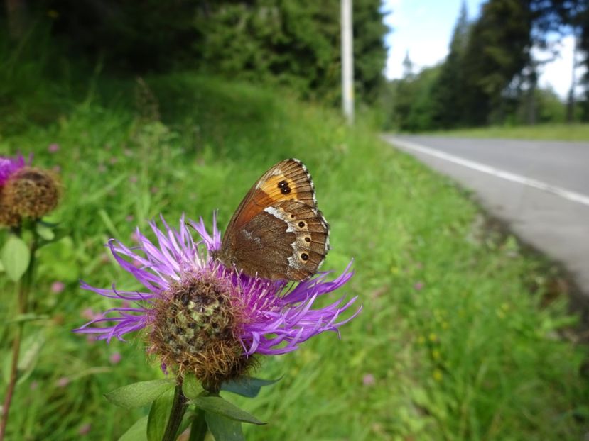  - Bogata Predeal Azuga