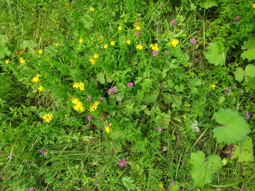  - Bogata Predeal Azuga