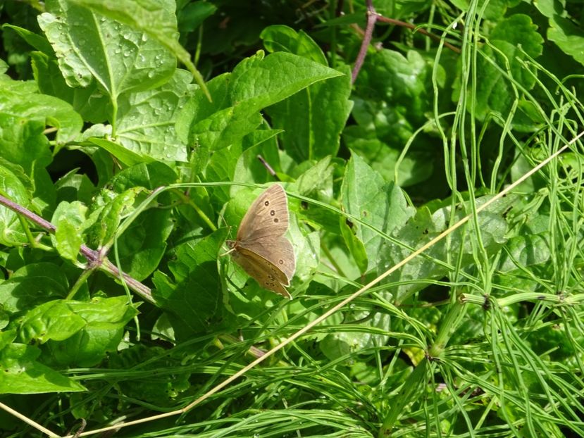  - Bogata Predeal Azuga