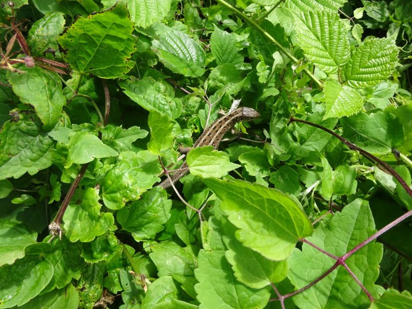  - Bogata Predeal Azuga