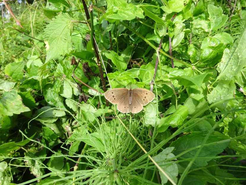  - Bogata Predeal Azuga