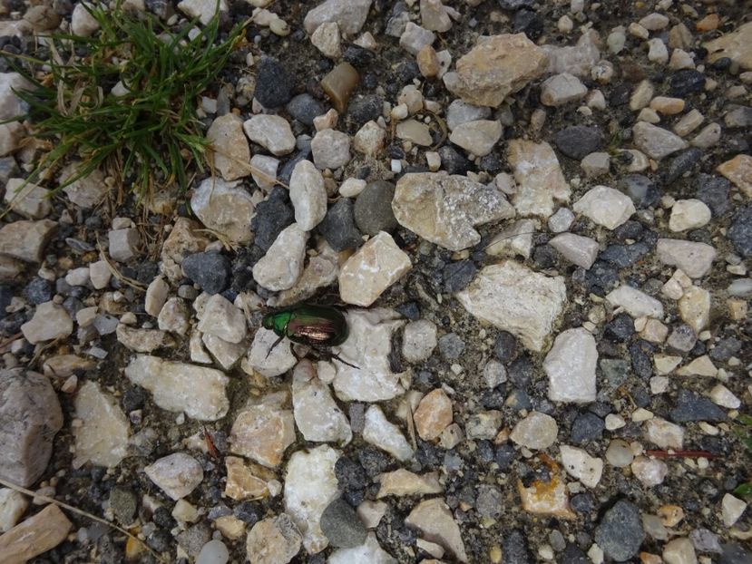  - Bogata Predeal Azuga