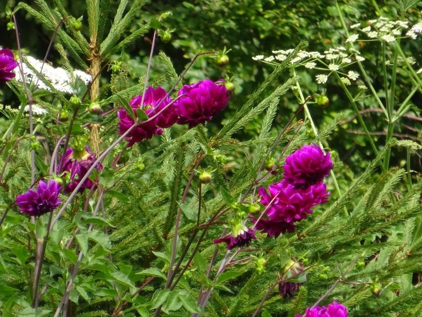  - Bogata Predeal Azuga