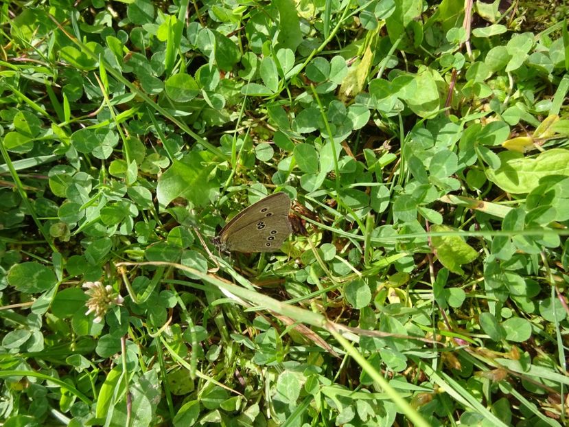  - Bogata Predeal Azuga