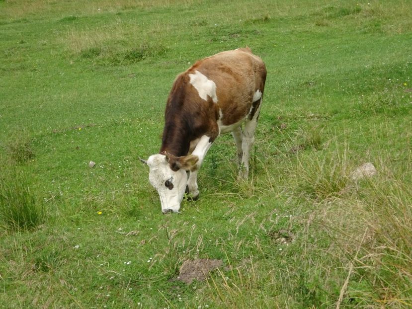  - Bogata Predeal Azuga