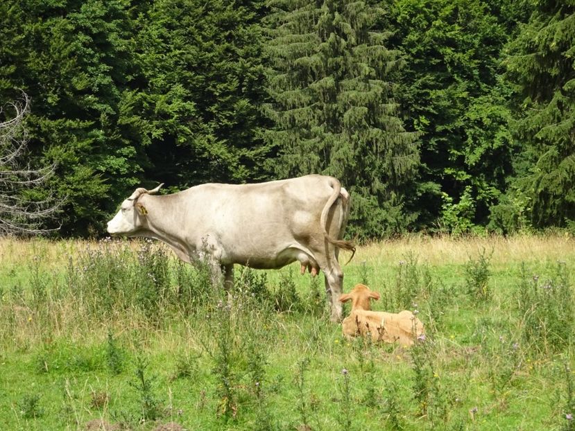  - Bogata Predeal Azuga