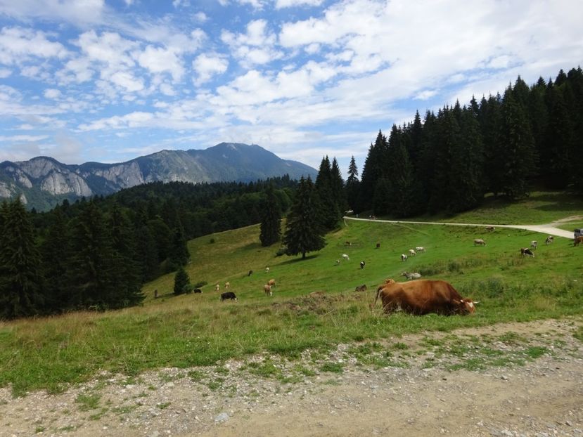  - Bogata Predeal Azuga