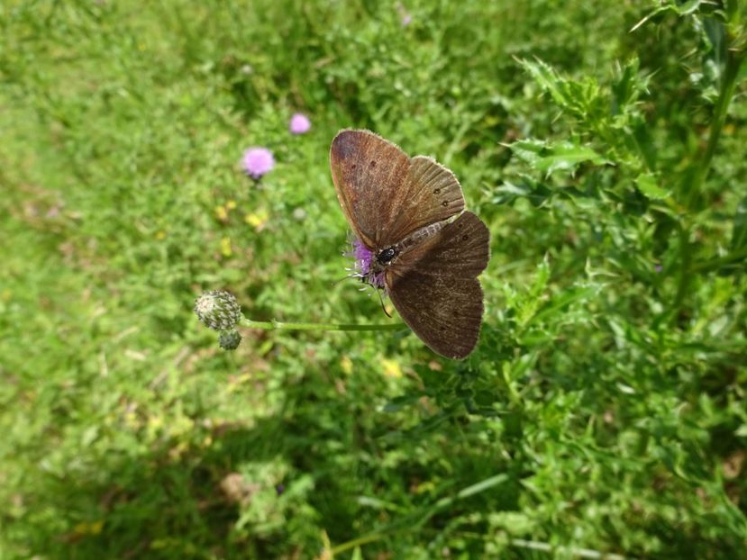  - Bogata Predeal Azuga