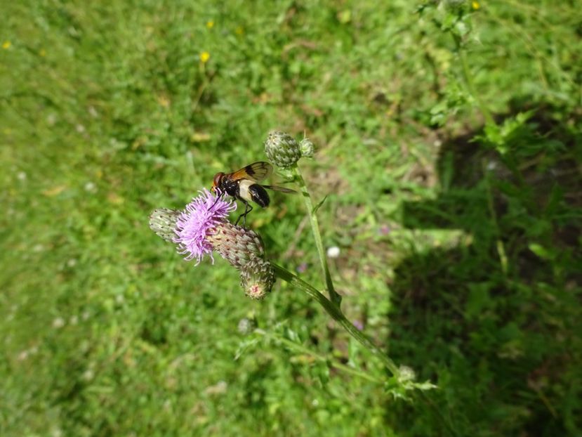  - Bogata Predeal Azuga