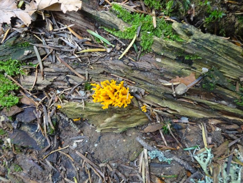  - Bogata Predeal Azuga