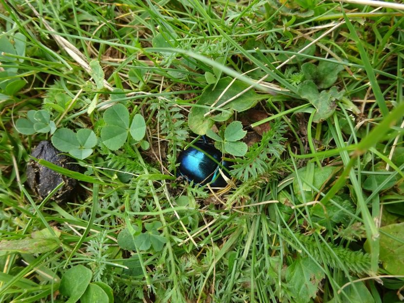  - Bogata Predeal Azuga