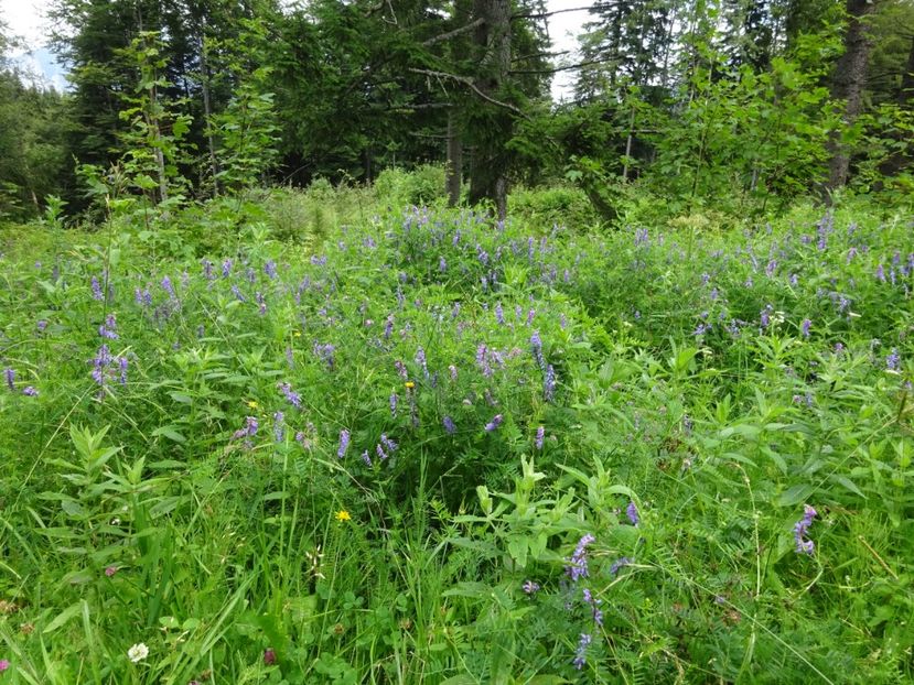  - Bogata Predeal Azuga