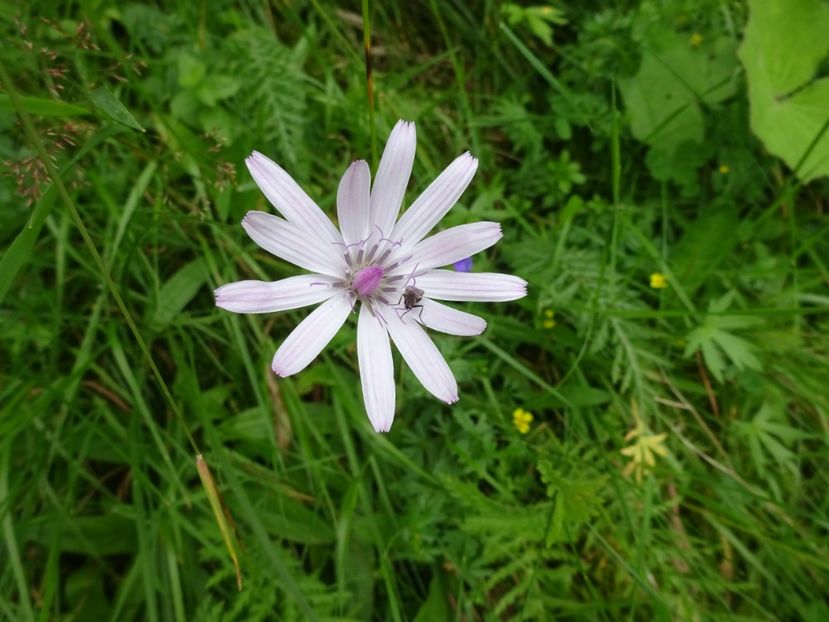  - Bogata Predeal Azuga