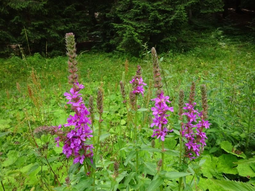  - Bogata Predeal Azuga