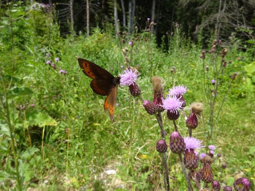  - Bogata Predeal Azuga