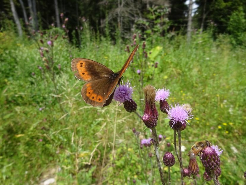  - Bogata Predeal Azuga