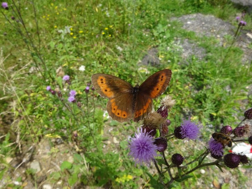  - Bogata Predeal Azuga