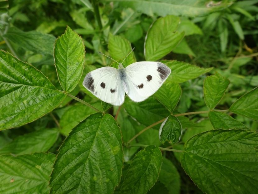  - Bogata Predeal Azuga